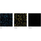 Sportpadló Plus Kék