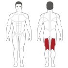Body-Solid Plate Load Lábhajlítógép (PLLC)