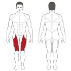 Body-Solid Plate Load Lábnyújtógép (PLLE)