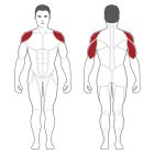 Body-Solid Plate Load Vállnyomógép (PLSP)